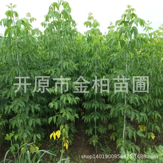 供应糖槭小苗绿化大树复叶槭1-25公分观赏苗木糖槭树苗丛生造型树
