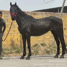 �T���R�����R���� �T���Rƥ�����ɹ��RС�R�x�R�g�㘷�����R