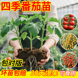 �ļ�ˮ�����������簫�����t���������}Ů�������߲�����Ʒ�N����