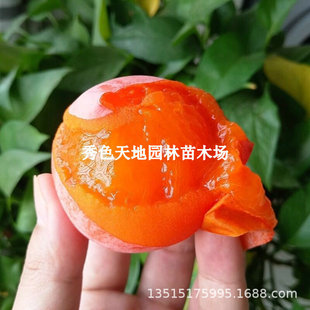 ���������Ә����ϱ���ͥԺ�������ԷNֲ�޽�����������箔��Y��