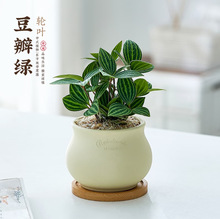 轮叶豆瓣绿盆栽白脉椒草室内办公易养护四季常青观叶植物北欧耐阴