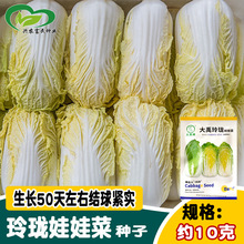 大禹玲珑娃娃菜种子 早熟耐热韩国娃娃菜小白菜籽 菜园农家蔬菜孑