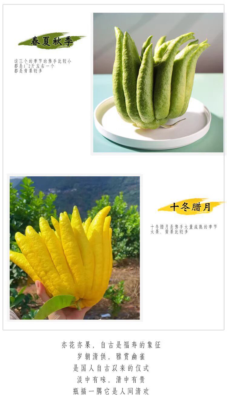 Fresh Fingered Citron Branches Buddha Hand Fruit for Water Cultivation and Display quality and texture