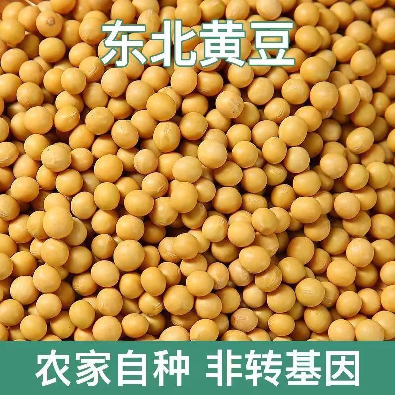 Soybean with Bean Sprouts in Northeast China Edible Agricultural Products with Soybean Sprouts