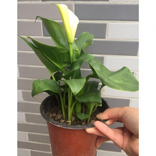 �����ˮ�໨�ܾGֲ��ɫ�R��ɏ���������҃��ֲ̨���R��ɏ������