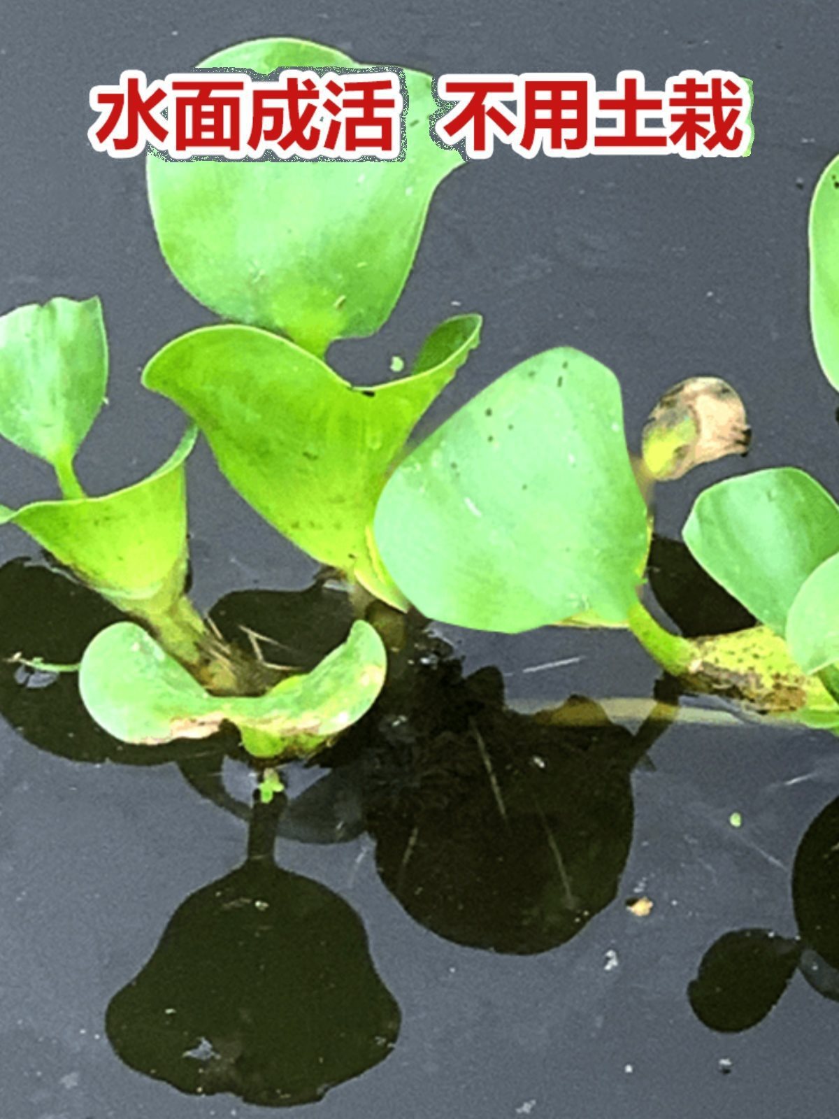 Water hyacinth duckweed aquatic plants fish turtle fish tank landscaping purification water quality fish pond aquatic plant seeds water hibiscus