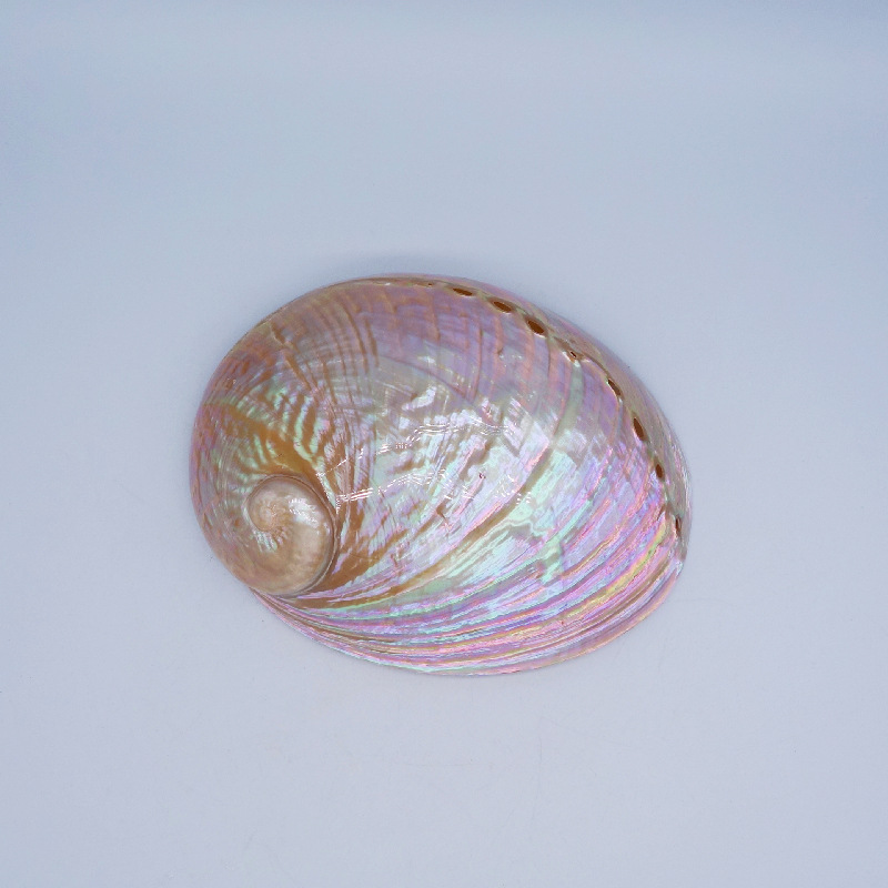 New Zealand white grain abalone shell high-grade ornamental specimen shell sage burning shell specimen shell conch