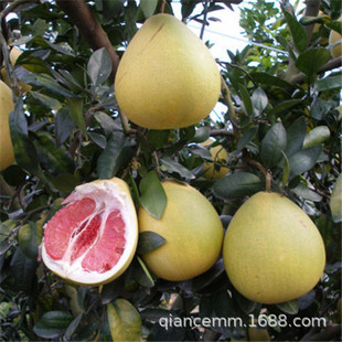 Grafted Pomelo Saplings, Red Heart Honey Pomelo, Shatian Pomelo, Planted in the South and North, Extra Large Courtyard Fruit Saplings That Bear Fruit in the Same Year