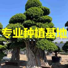 福建造型榕树桩头 重庆造型小叶榕 四川小叶榕桩头批发广西细叶榕