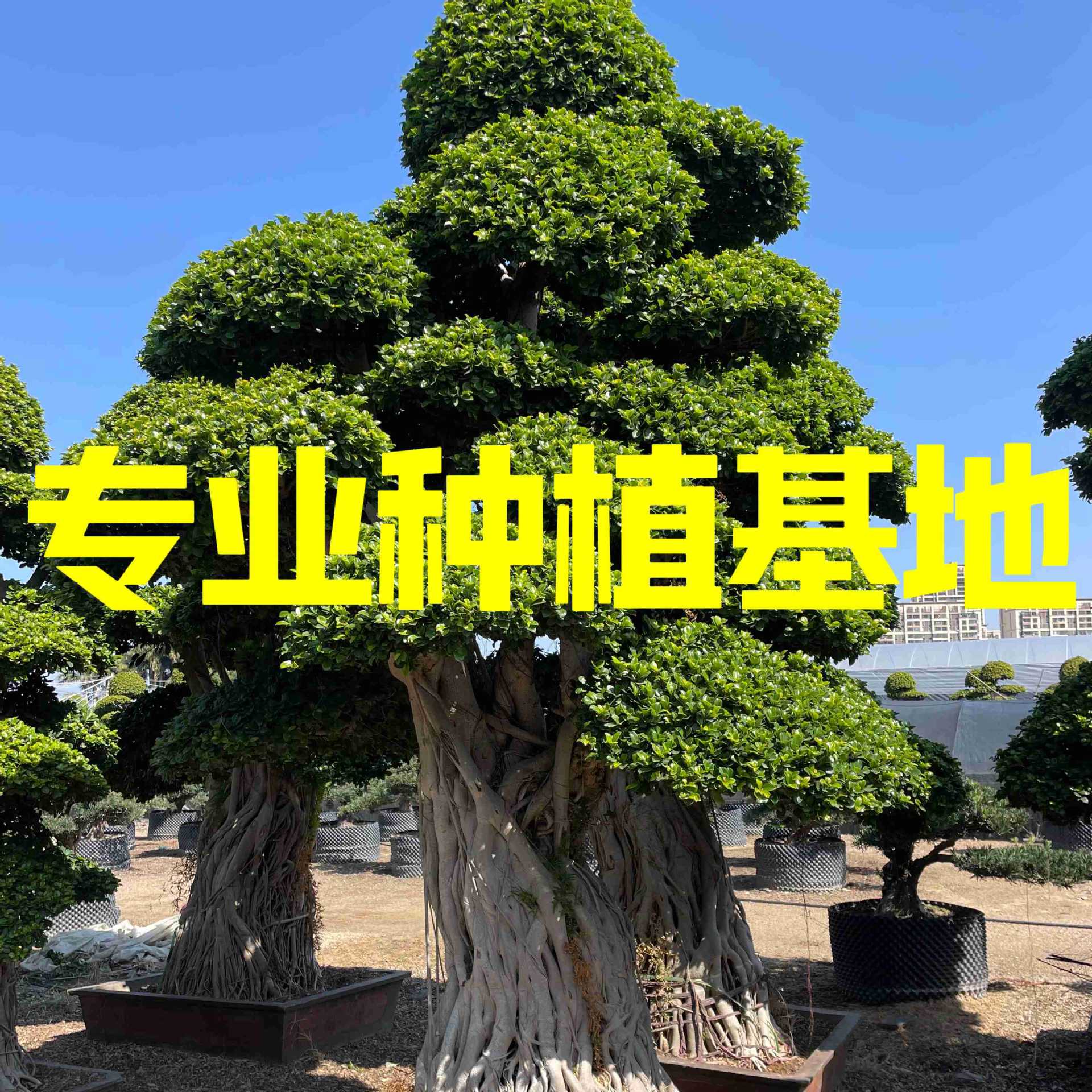 福建造型榕树桩头 重庆造型小叶榕 四川小叶榕桩头批发广西细叶榕