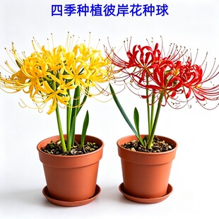 �˰����N������ɳ�A����ʯ����\�N�Ӵ�N���̨�����ļ��Nֲ�_��