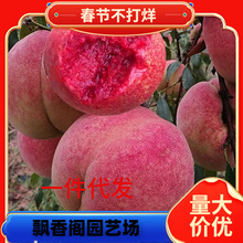 һ�����l�޽����Ә��m����Ѫ�Ҙ��m�ش�t��Ѫ���m����Y���ϱ���