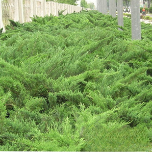 Base Wholesale Slope Protection Sand Cypress Seedlings Sand Cypress Saplings Engineering Greening Seedlings Four-Season Evergreen Seedlings