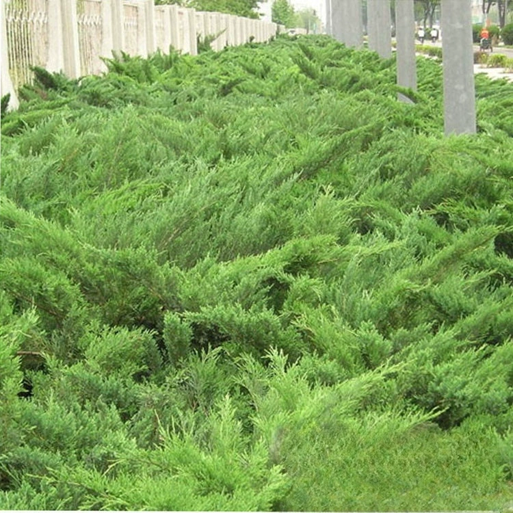 Базовая Оптовая Защита саженцев кипариса Сабины Кипарис зеленый саженец вечнозеленых саженцев