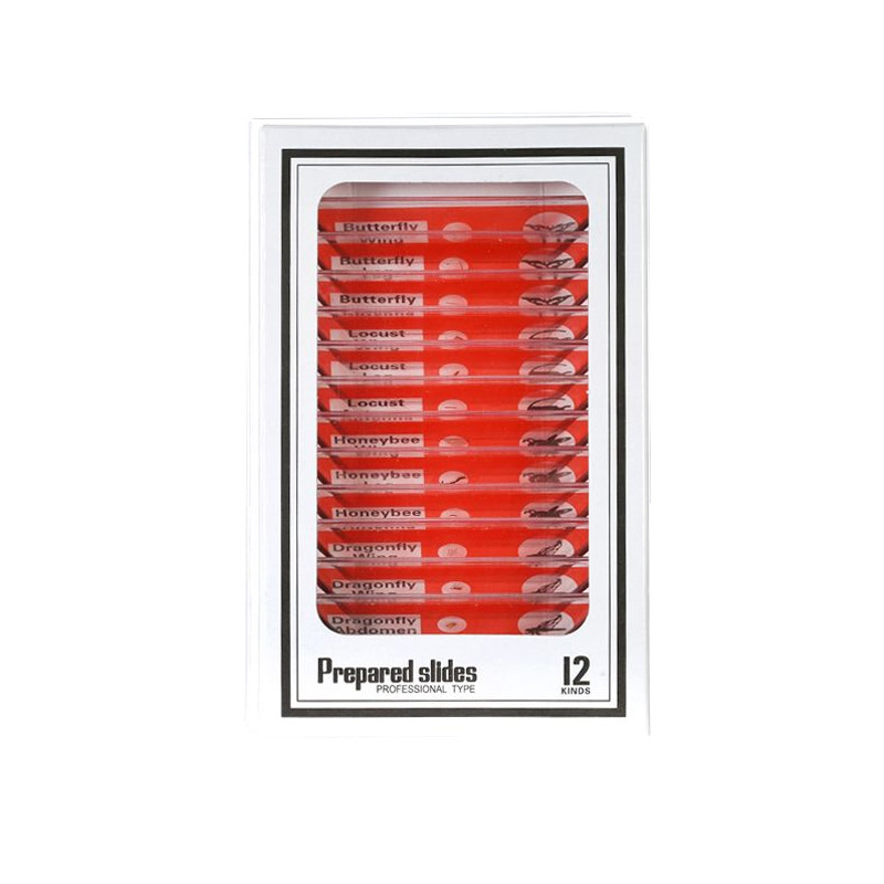 붉은 곤충 12 표본 * 영어