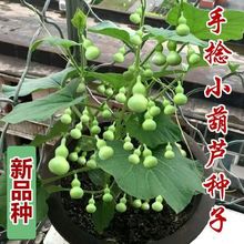 四季盆栽手捻小葫芦种子观赏迷你葫芦种子特小天然文玩种子大全