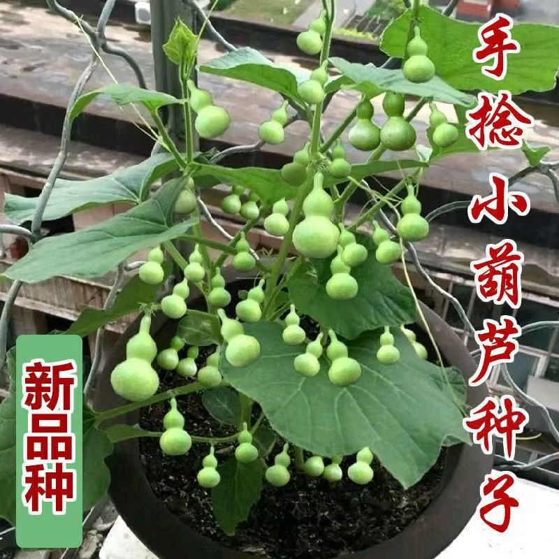 四季盆栽手捻小葫芦种子观赏迷你葫芦种子特小天然文玩种子大全
