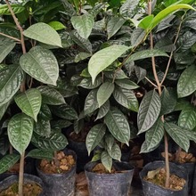 ���ǽ𻨲����ԭ���N����ֱ�N�辰�Gֲ�^�pɽ�軨���܎�����