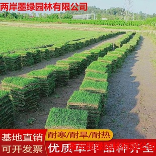 Real Turf with Soil, Putting Green Grass, Evergreen Carpet Grass, Creeping Bent Grass with Soil, Courtyard Greening Manila Grass
