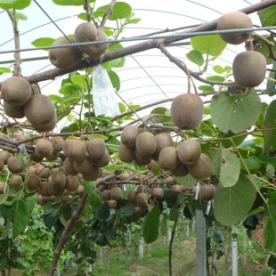 Authentic Soft Jujube Kiwi Saplings for Courtyard Planting, Climbing Vines, Red Heart Kiwi Fruit, Potted Cold-Resistant and Heat-Resistant Kiwi Fruit