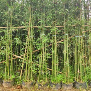 The 905 base supplies 3-7 green bamboo seedlings with a height of 2-5cm and 3-7 bags.