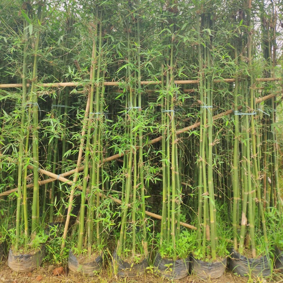 905 база поставляет зеленый кожаный бамбук 3 метра 2-5 см