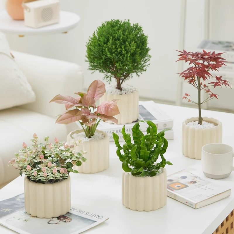 Green Plant Potted Plants Indoor Office Desktop Decorations Small Living Room Nordic Ins Plant-Shaped Flowers Money Tree Green Plant Potted Plants Indoor Office Desktop Decorations Small Living Room Nordic Ins Plant-Shaped Flowers Money Tree