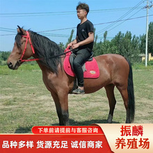 ���^���R���w���R�T���R���R�R�x�����Xһƥ���^��܇�����R