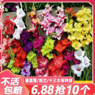 Gladiolus Bulbs, Gladiolus Bulbs, Thirteen Taibao Easy-To-Grow Flowers, Flowers Can Be Used as Cut Flowers, Potted Plants, Courtyard Perennials