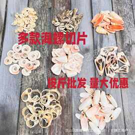 天然海螺切片按斤批发货源产地鱼缸造景工艺品耗材装饰创意品配饰