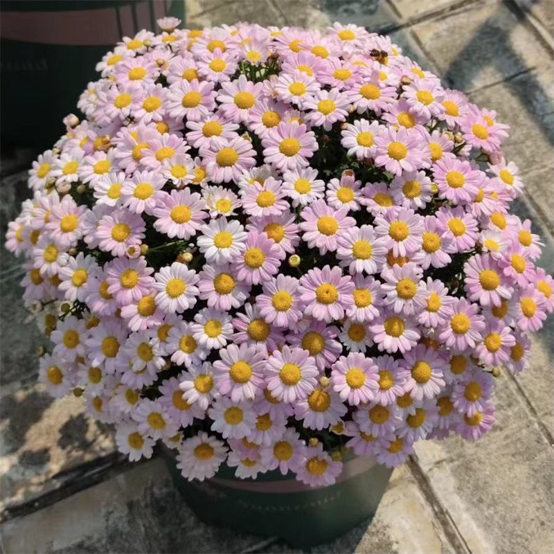 Semillas de margarita, semillas de margarita, perennes, nuevos tipos de flores de balcón interior, jardín