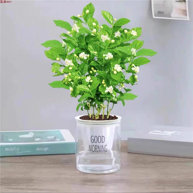 [same style as douyin at low price] 5 selected jasmine seedlings (good morning pot) with free nutritional fertilizer