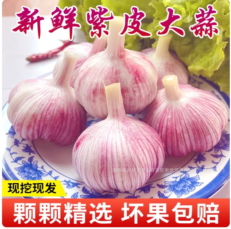 2026年现挖紫皮鲜蒜新鲜大蒜头特大红皮鲜蒜种子腊八蒜红皮香蒜