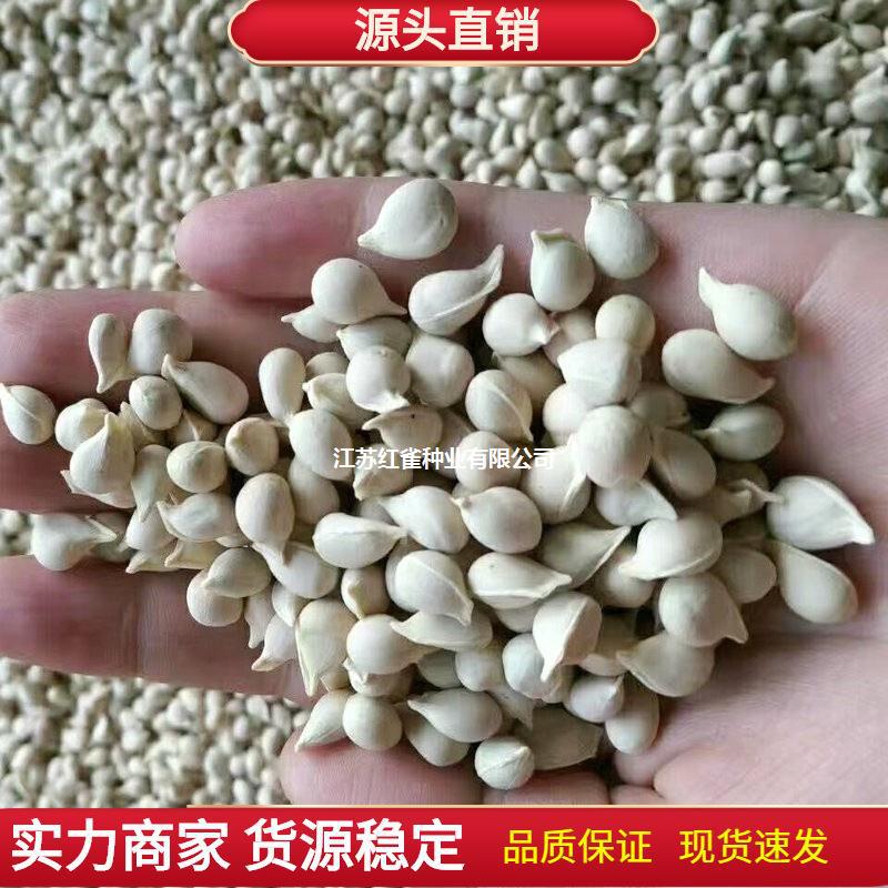 新采枸橘种子枳壳种子枸桔积壳籽香橙红橘种子嫁接砖木带刺篱笆墙