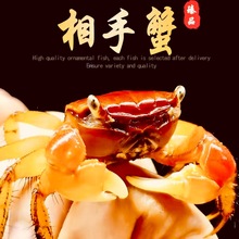 观赏蟹红蟹相守蟹相手蟹鱼缸蟹活体螃蟹饲料蟹地摊蟹独立包装批发