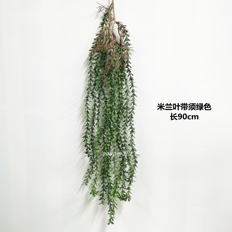 밀라노 잎 (용 수염) 녹색