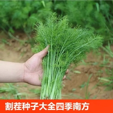 割茬小茴香种子茴香种籽菜种籽大全四季南方阳台盆栽苗秧蔬菜种孑