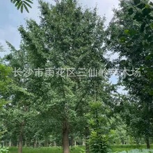 批发胸经18公分的银杏树苗 绿化用白果银杏苗圃直销 量大优惠