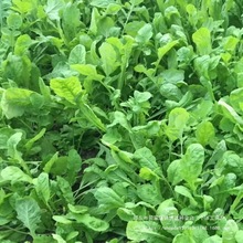 ֥��˷N���ļ��߲˳��˷N�Ѵ��ﲥ֥�����Ұ���̨���ԷN�Ӵ�ȫ