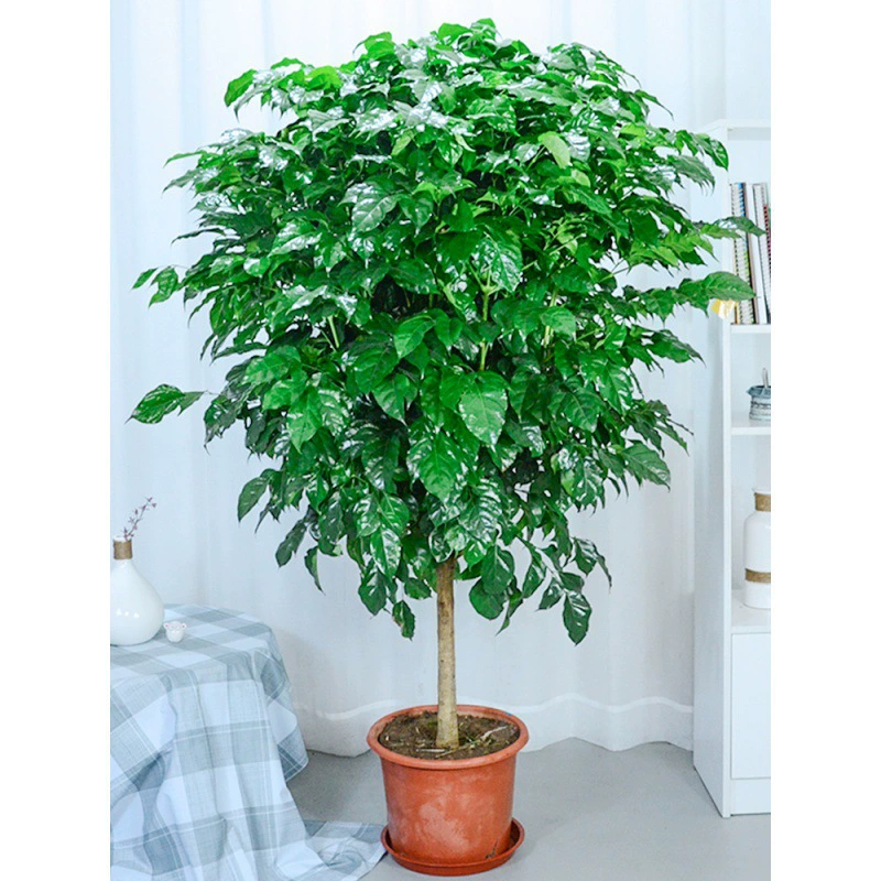 Большое горшечное дерево мира для гостиной, старый срез дерева для помещений, вечнозеленое и легкое в уходе для любого сезона.