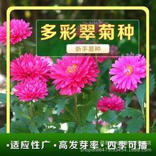 ʴջNӾջNӻɫLԻ҃ȷNֲļ_N