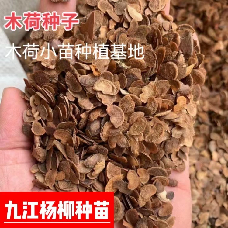 Шима Суперба семена облесения семена Шима Суперба белые цветы Шима Суперба семена Шима Суперба саженцы облесения семена облесения саженцев