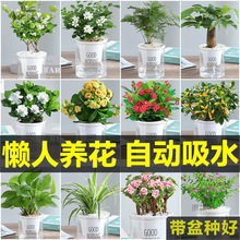 绿植盆栽花卉室内好财树办公室吊兰栀子花绿萝水培小多肉植物批发