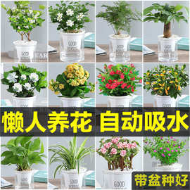 绿植盆栽花卉室内好财树办公室吊兰栀子花绿萝水培小多肉植物批发