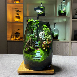 Wanchung Mountain Creative Desktop Bryophyte Landscape Office Bonsai Good Green Plant Ecological Landscaping Bonsai Ornaments