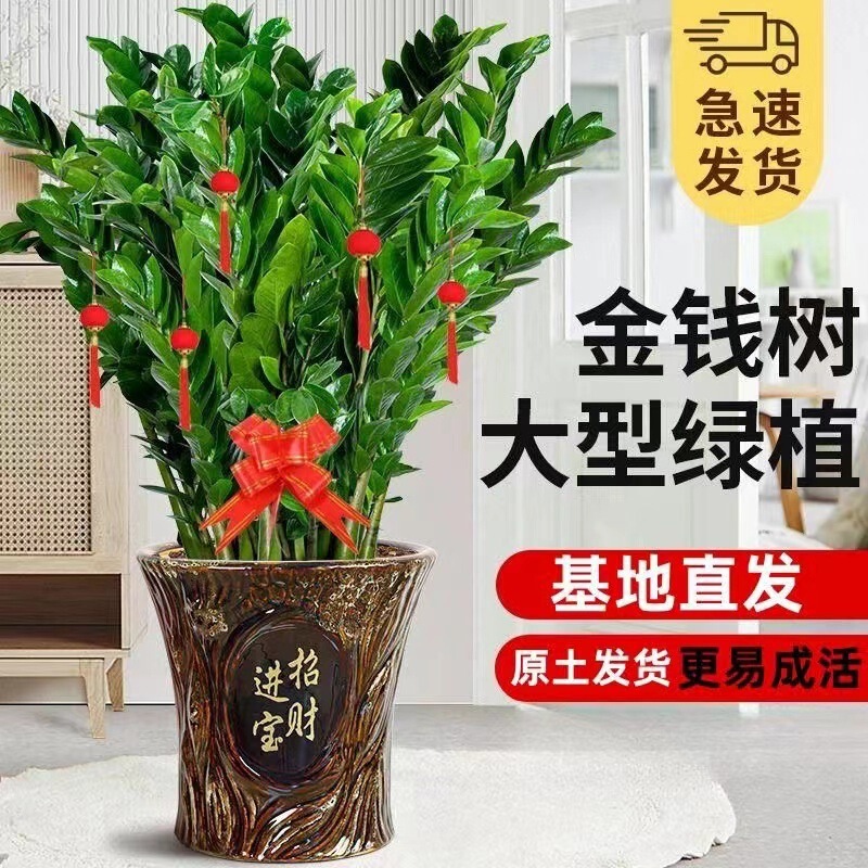 Money Tree Evergreen Money String for Opening, Housewarming, Gift-Giving, Indoor Green Plants, Formaldehyde Removal, Office Bonsai