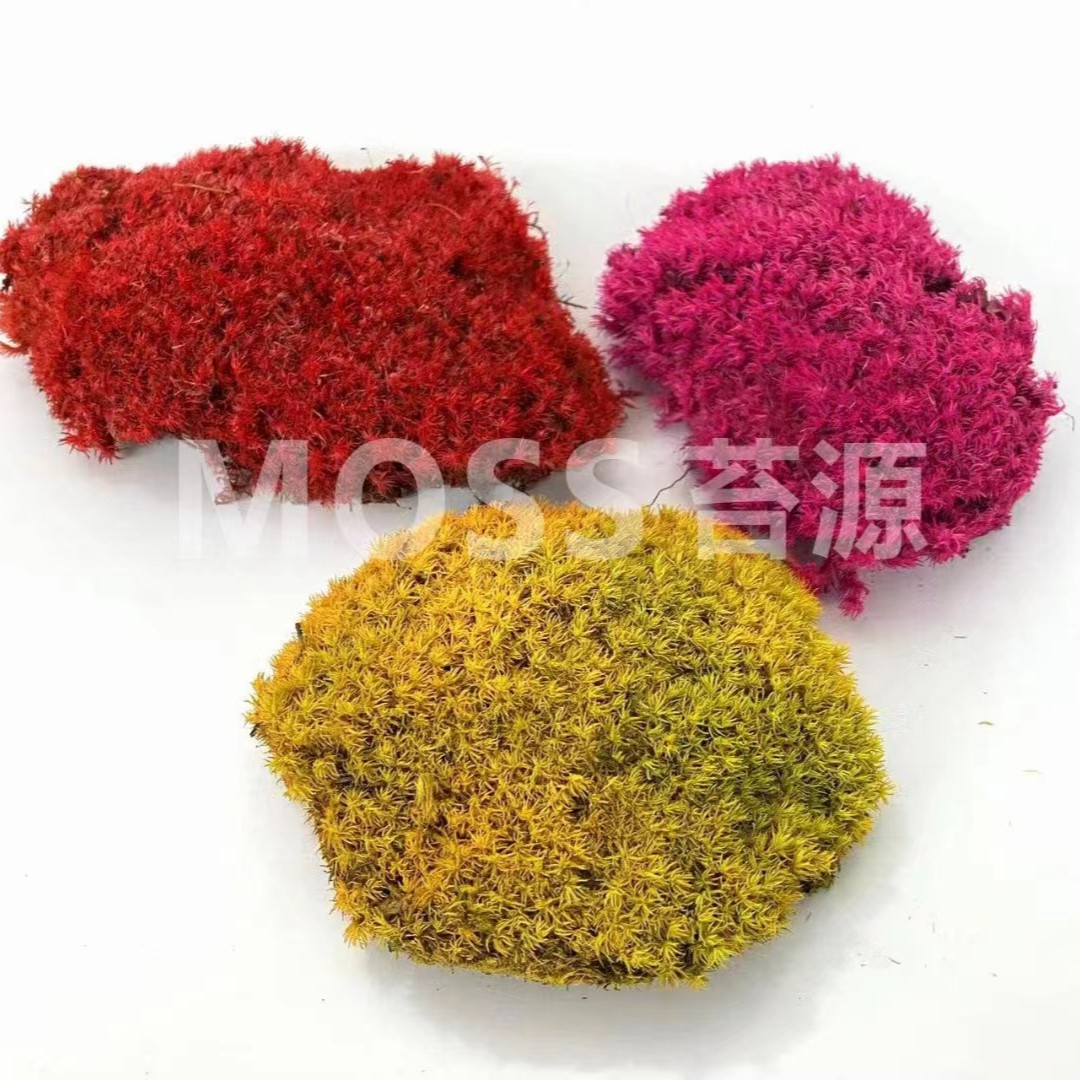 Musgo inmortal pelo blanco musgo gris grande planta verde pared flor seca Fondo pared planta pared musgo fuente