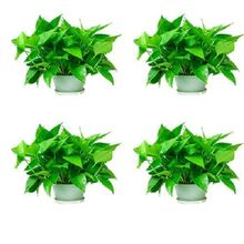 大叶绿萝盆栽室内新房客厅吸甲醛净化空气土培吊兰绿箩植物包邮