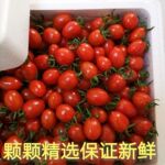 广西千禧小番茄新鲜小番茄小西红柿当季大红水果酸甜爆汁一件代发