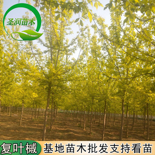 金叶复叶槭树园林观叶植物落叶乔木绿化 丛生金叶复叶槭-阿里巴巴